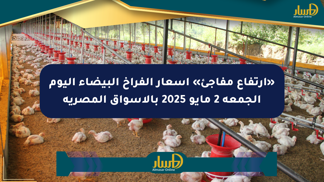 «ارتفاع مفاجئ» أسعار الفراخ البيضاء اليوم الجمعة 2 مايو 2025 بالأسواق المصرية